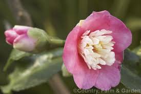 Camellia Scented Gem A Miniature Hybrid Camellia With Very Small Fragrant Flowers That Have A Distinctive Petaloid Centre Camellia Fragrant Flowers Flowers
