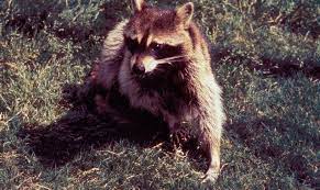 The raccoon rolls the dog onto its back and attempts to eviscerate it. What S It Like To Get A Rabies Shot