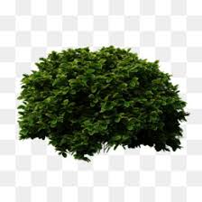 Shrub Png Shrubbery Landscape Shrub Shrub Silhouette Brush Shrubs Cleanpng Kisspng You can download free bushes png images with transparent backgrounds from the largest collection on pngtree. shrub png shrubbery landscape shrub