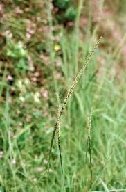Image result for Sporobolus spicatus