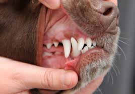 Enligt stiftelsen är det framförallt dåligt tandkött som ökar risken för hjärtsjukdomar, diabetes och stroke. Tandproblem Hos Hund Evidensia