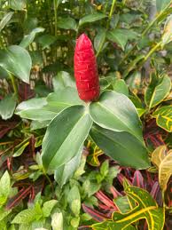 Image result for Costus