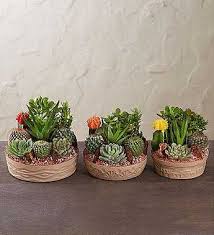 Steps to making an indoor cactus garden: Cactus Dish Garden Em 2021 Jardim De Suculentas Suculentas Como Cultivar Suculentas