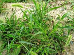 Image result for Setaria viridis
