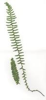 Image result for Asplenium africanum