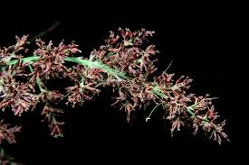 Image result for Scleria sp.no.1