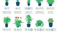 Infographic: The NASA Guide to Air-Filtering Plants | RECOIL OFFGRID