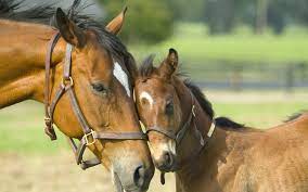 How Long Do Horses Live In Captivity