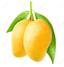 Mar 29, 2017 · one mango packs 100% of your daily vitamin c needs, as well as a rich dose of daily fiber and vitamin a. Isolated Mango Two Yellow Mango Fruit Hanging On A Tree Branch Isolated On White Background Stock Photo Picture And Royalty Free Image Image 130391747