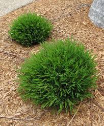 Image result for Pogonatherum paniceum