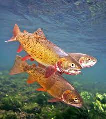 224 Snake River Cutthroat Snake River Wyoming Cutthroat Trout Fish Fly Fishing Flies Trout