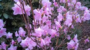 Rhododendron Mucronulatum Cornell S Pink Great Early Blooming Deciduous Rhododendron Rhododendron Bloom Garden