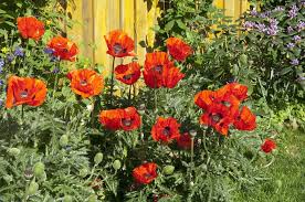 Stauden erfüllen diese anforderungen recht vollständig, da sie. Mohn Im Garten Pflanzen Pflegen Und Vermehren