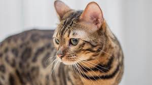 Check spelling or type a new query. Bengal Cats Pet Health Insurance Tips