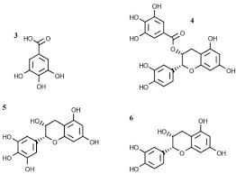 Image result for Vigna mildbraedii