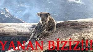 Antalya'nın manavgat ilçesinde çıkan yangında 550'e yakın küçük baş hayvan telef oldu. Avustralya Yangin Felaketi Yanan Ormanlar Ve Yok Olan Canlilar Hayvanlar Avustralya Yaniyor Youtube