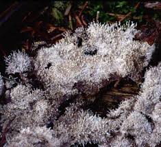 Image result for Cylindropsis