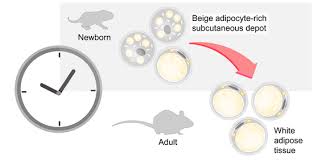 Image result for Beige 1972 Caloric