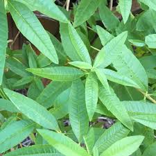 How to grow and care for lemon verbena. Lemon Verbena Plants For Sale Aloyia Citriodora The Growers Exchange