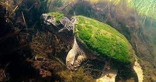 后来才知道这种生物是绿毛龟 之所以是绿色的是因为背上生着龟背基枝藻 在水里就像是绿色的毛 而它也是将水生植物与自己巧妙融合为一体的生物 animals photo photo wall