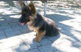 The corgi german shepherd mix always inherits the short stubby legs of the corgi as this is a dominant trait. Chihuahua Corgi German Shepherd Mix Pets Lovers