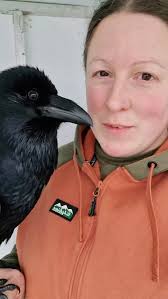 Is it a Raven or a Crow? 🐦‍⬛ 👀 #raven #crow #birdwatching #birdid  #corvids #fabletheraven #Scotland