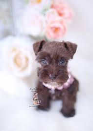 Top quality puppies that are home raised with lots of love and attention. Chocolate Mini Schnauzer Pups Teacup Puppies Boutique