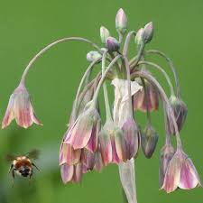 Image result for Nectaropetalum