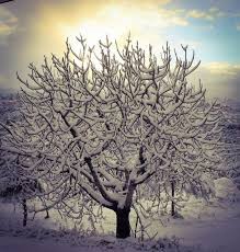 Picture From Zaarourieh Lebanon Photo Sent By Ali Youness Livelovelebanon Sunset Winter Snow White Nature Photo Pictures Nature