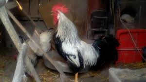 Italiai Kakas Kukorekolas 2017 Youtube