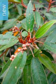 Image result for Croton dichogamus
