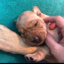 Pic hide this posting restore restore this posting. Labrador Puppies For Sale Home Facebook