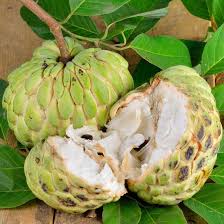 Image result for Annona