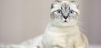 scottish fold ozellikleri bakimi ve karakteri