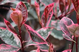 Photinia fraseri Louise Hedging & Shrubs