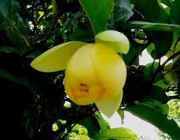 Bunga cempaka memiliki nama ilmiah michelia champaca yang merupakan jenis pohon berbunga, cempaka sendiri memiliki banyak sekali variasi warna bunga mulai dari putih, kekuningan, hingga. Mari Kita Lestarikan Bunga Bunga Cempaka Halaman All Kompasiana Com