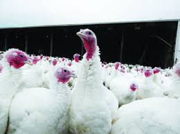 Maple lawn is a land development in fulton, maryland, united states. Well Known Dairy Farmers Take Pride In Their Turkeys Southern Region Lancasterfarming Com