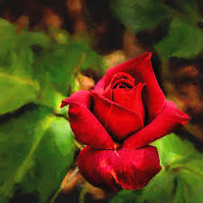 Hybrid tea roses, floribunda roses, grandiflora roses, miniature roses, carpet roses, climbing roses. 22 2019 3 Digital Painting Hot Cocoa Rose Photograph By M K Miller