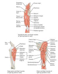 Forces in the joints of the human body due to muscles, ligaments and tendons. An Active Approach To Cycling Injuries Hip Zwift Insider