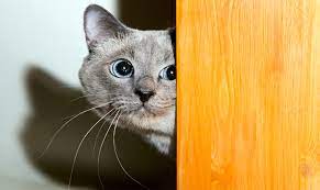 Que Significa Sonar Con Gatos Y Su Interpretacion