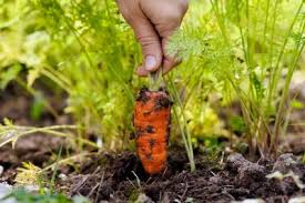 Wash them in cold water, and scrub them with a vegetable brush, the back of a new sponge, or your fingers. Harvesting Carrots How To Tell When Carrots Are Ready To Harvest