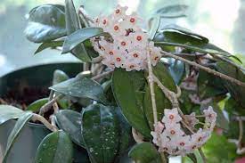 Hoya Carnosa Wikipedia