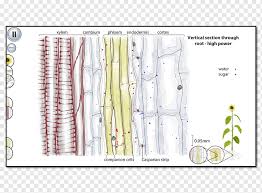 Xylem and phloem give vascular plants their classification; Phloem Png Images Pngwing