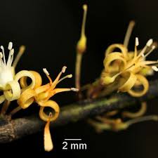 Image result for Rhaphiostylis beninensis