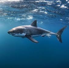 Pin By Togay On Great White Shark Requin Blanc 2 0 White Sharks Great White Shark Shark