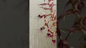 Image result for Bulbophyllum saltatorium