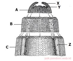 Check spelling or type a new query. Perhatikan Gambar Struktur Titik Tumbuh Batang Berikut Jelaskan Aktivitas Sel Sel Penyusun Jaringan Yang Terletak Pada Zona A B Dan C Sebutkan Bagian Yang Ditunjukan Oleh X Y Dan Z Blog Pak Pandani