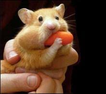 They can grow up to 2 to 3 inches until they become adults. How Long Do Hamsters Live Pet In The Pocket