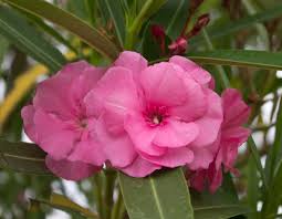 Image result for Nerium oleander
