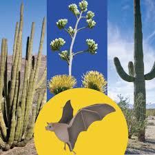 By submitting my email, i agree to receive correspondence from the national park foundation. Question Which One Of These Sonoran Organ Pipe Cactus National Monument Facebook